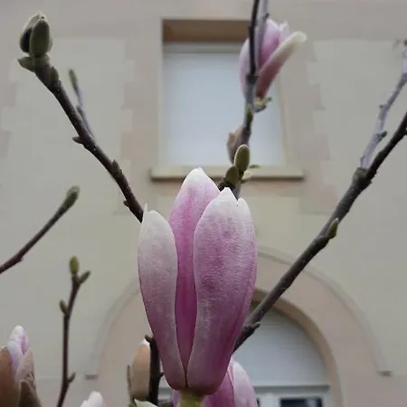 Le Du Magnolia וילה